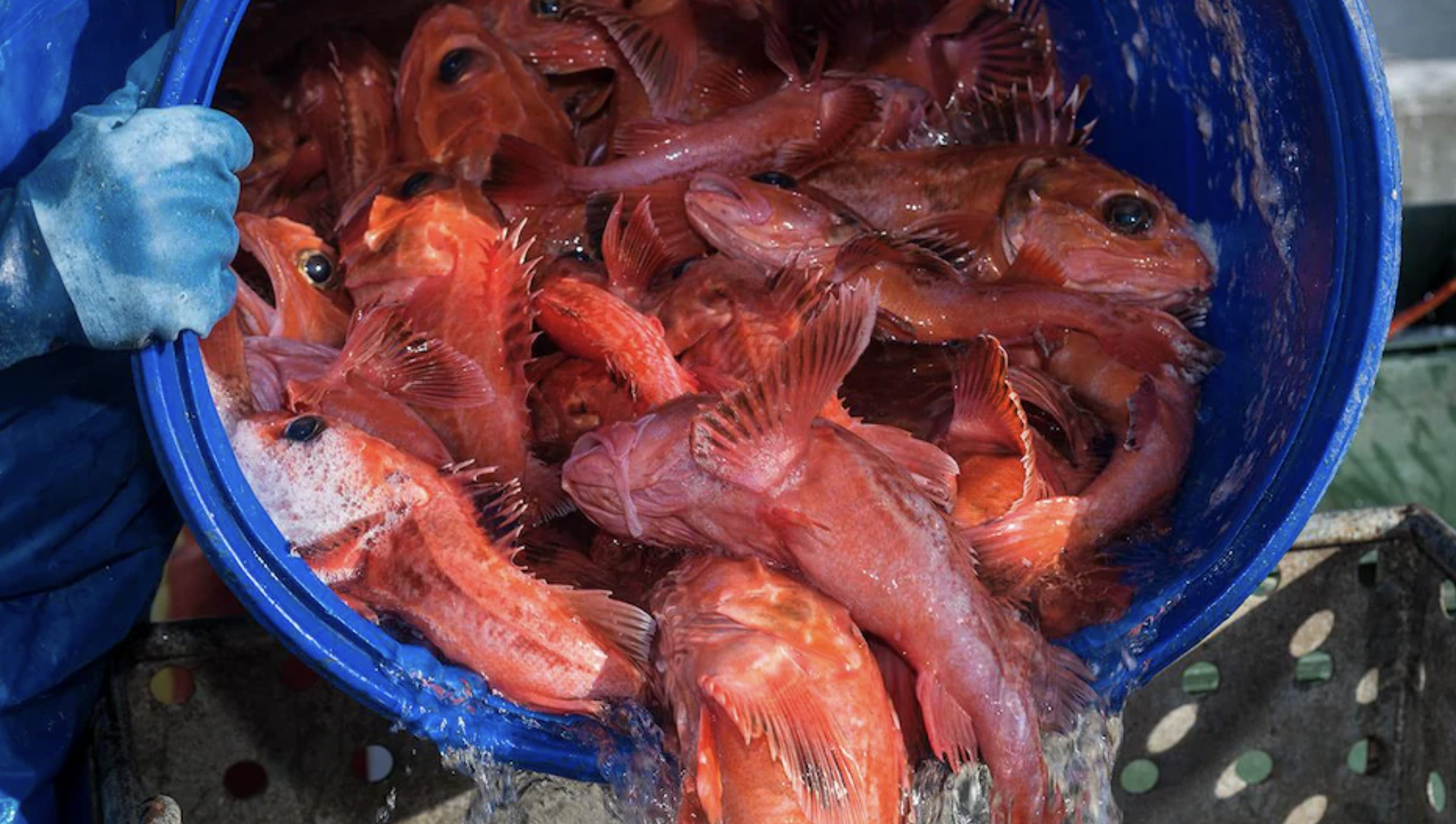 鲈鱼禁捕30年终解禁，魁省渔业望改变只重鱼柳的浪费习惯